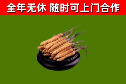 建瓯烟酒回收冬虫夏草.jpg