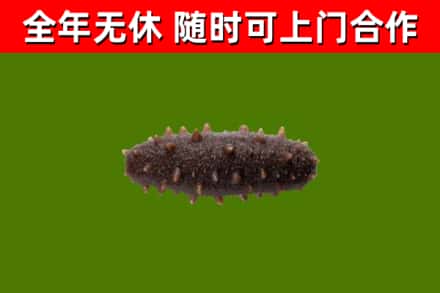 建瓯烟酒回收干海参.jpg